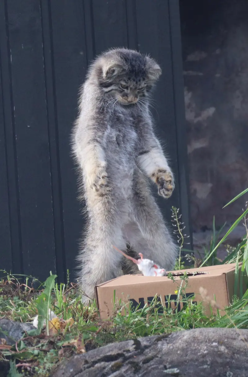 A photograph of Qatti-Matti in Korkeasaari Zoo
