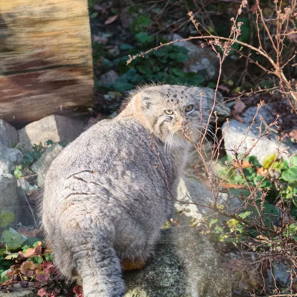 A photograph of Zarina in Wrocław Zoo