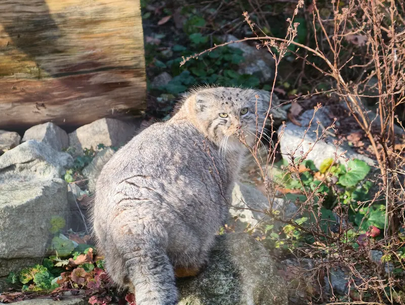 A photograph of Zarina in Wrocław Zoo