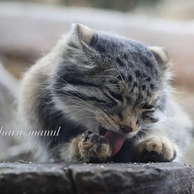 A photograph of Nagomu in Nasu Animal Kingdom