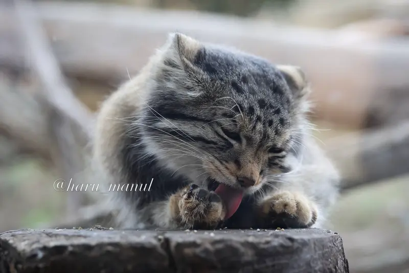 A photograph of Nagomu in Nasu Animal Kingdom