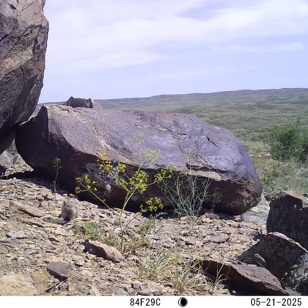 A photograph of Kazakh pika from Koshkar camera trap