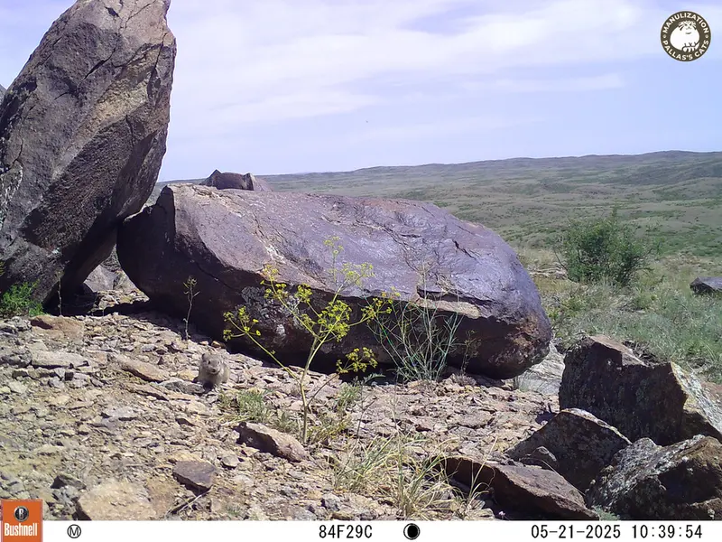 A photograph of Kazakh pika from Koshkar camera trap