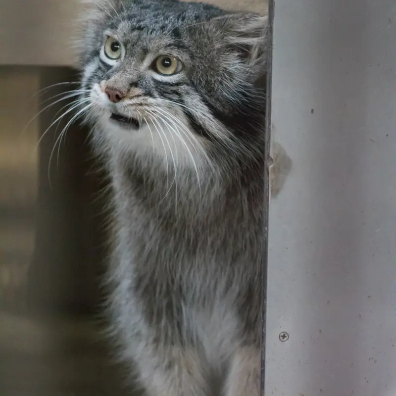 A photograph of Figa in Nogeyama Zoo