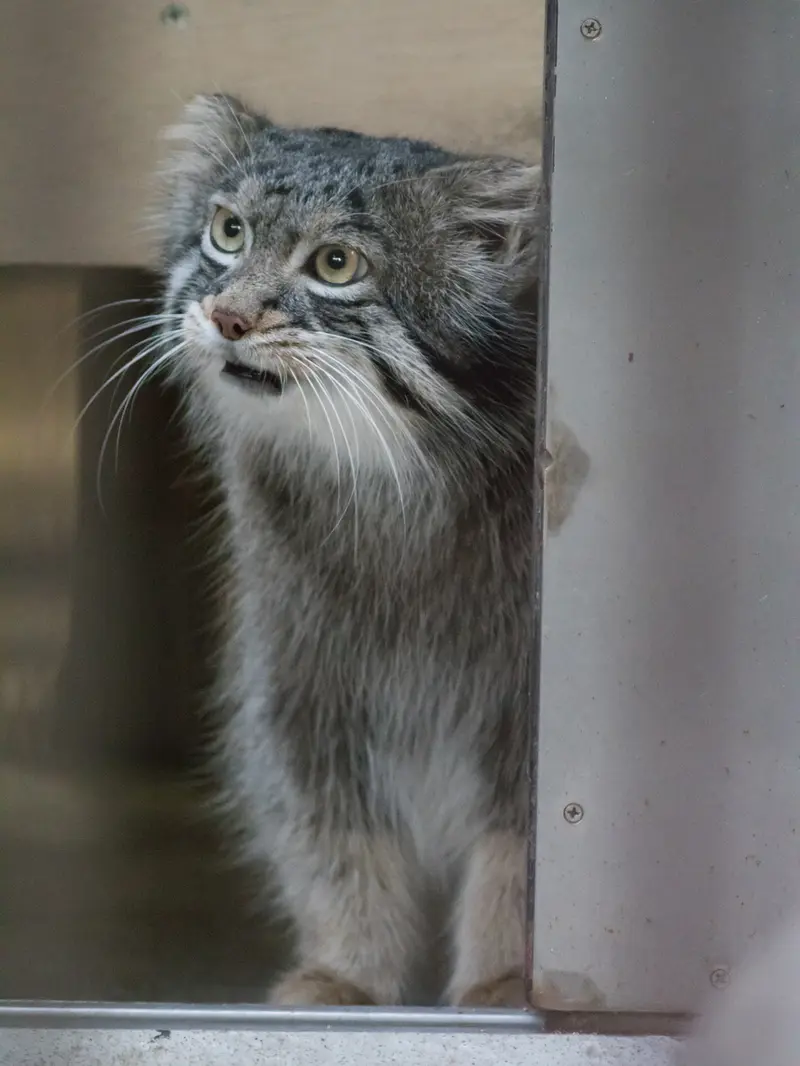 A photograph of Figa in Nogeyama Zoo