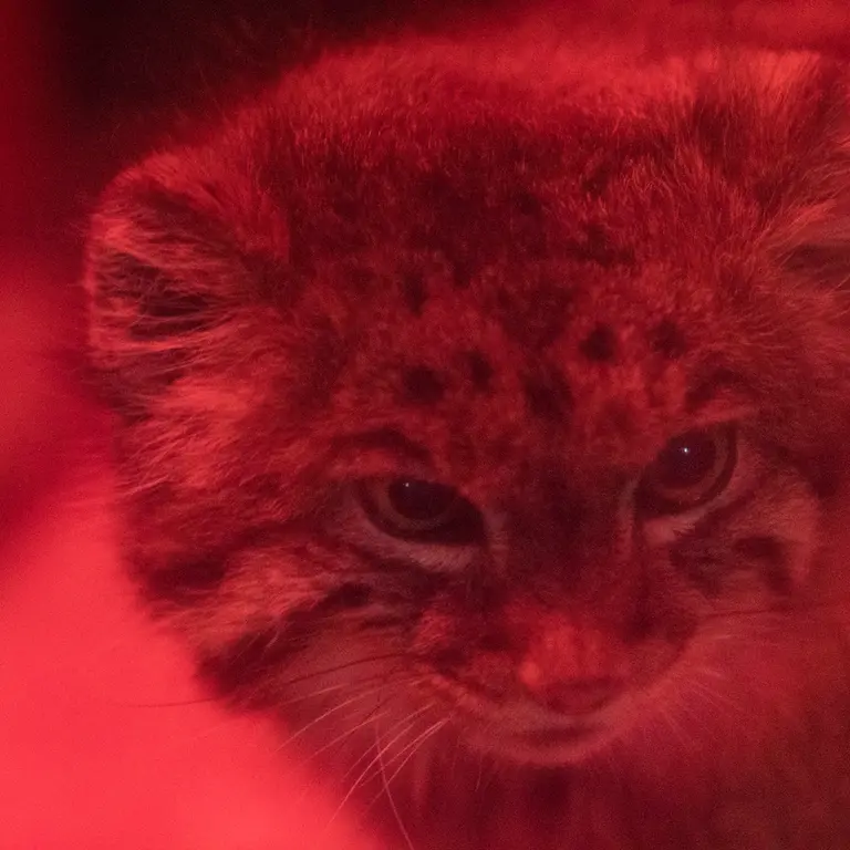 A photograph of Naim in Ueno Zoological Gardens