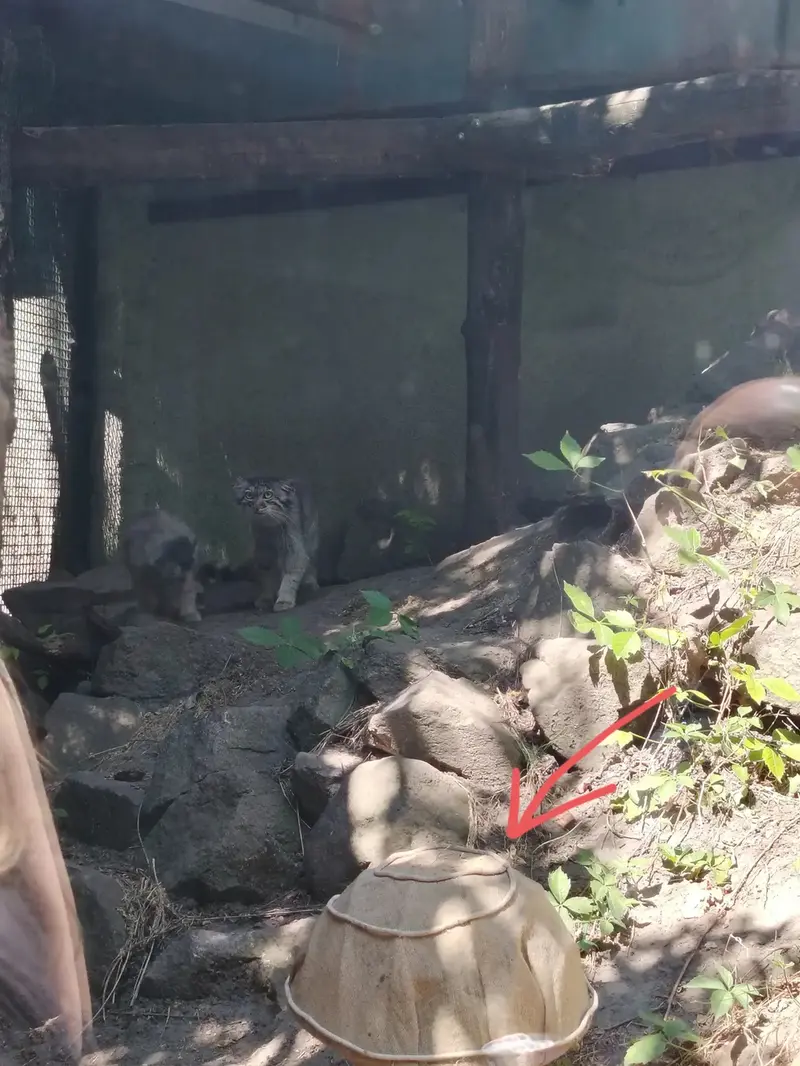 A photograph of a Pallas's cat