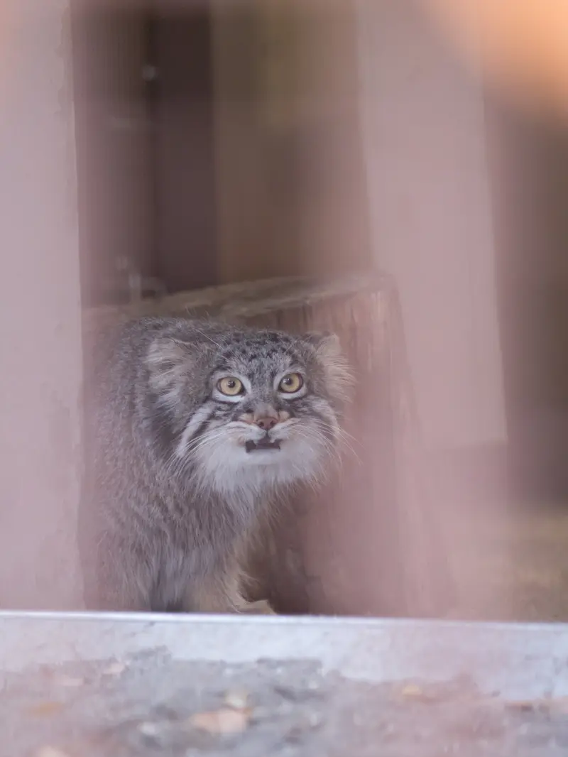 A photograph of Figa in Nogeyama Zoo