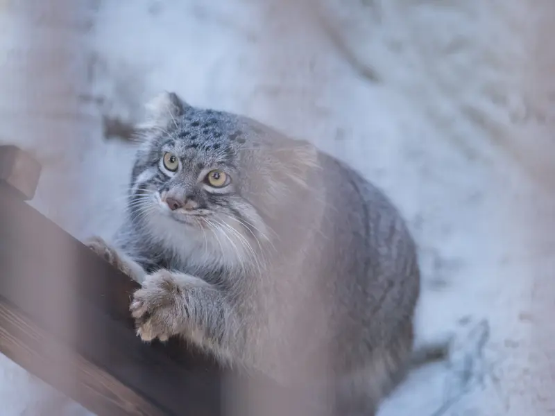A photograph of Figa in Nogeyama Zoo