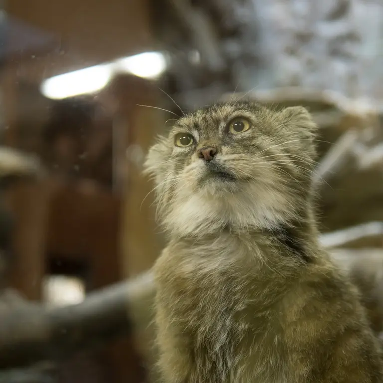A photograph of Primula in Ueno Zoological Gardens