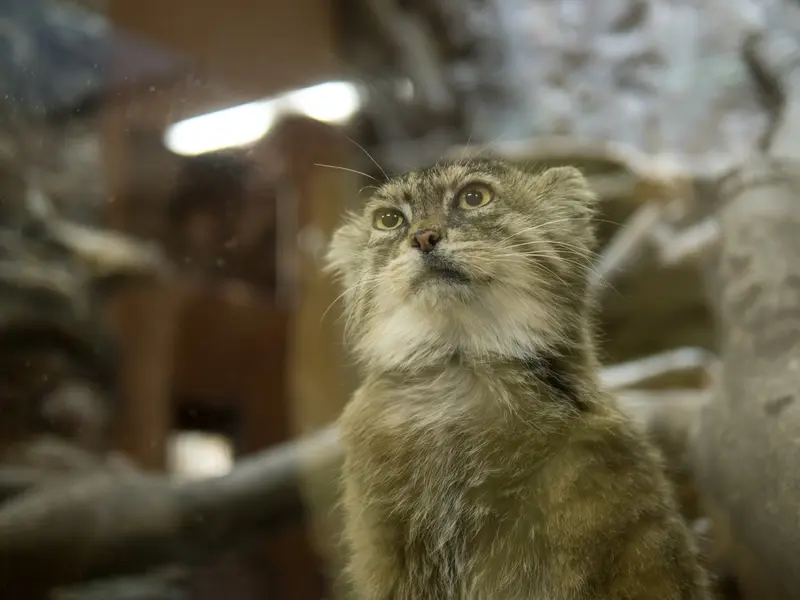 A photograph of Primula in Ueno Zoological Gardens