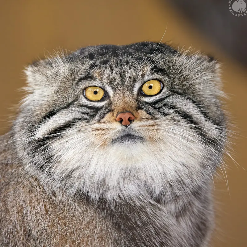 Grusha the Pallas's cat from Asahiyama Zoo
