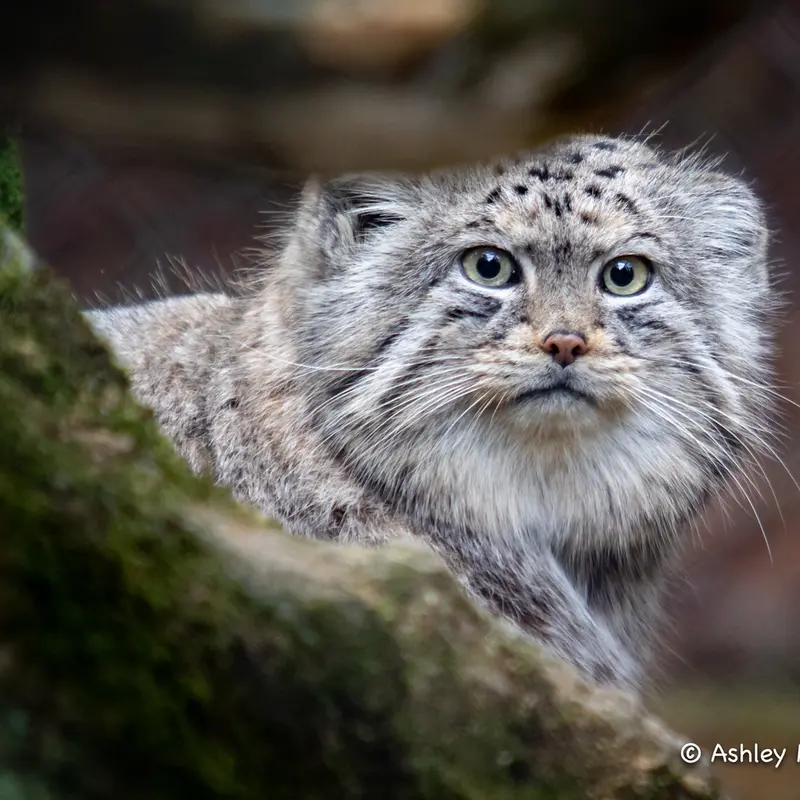 A photograph of Tull in Cotswold Wildlife Park and Gardens