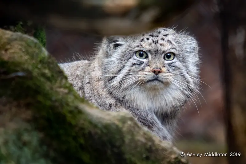 A photograph of Tull in Cotswold Wildlife Park and Gardens