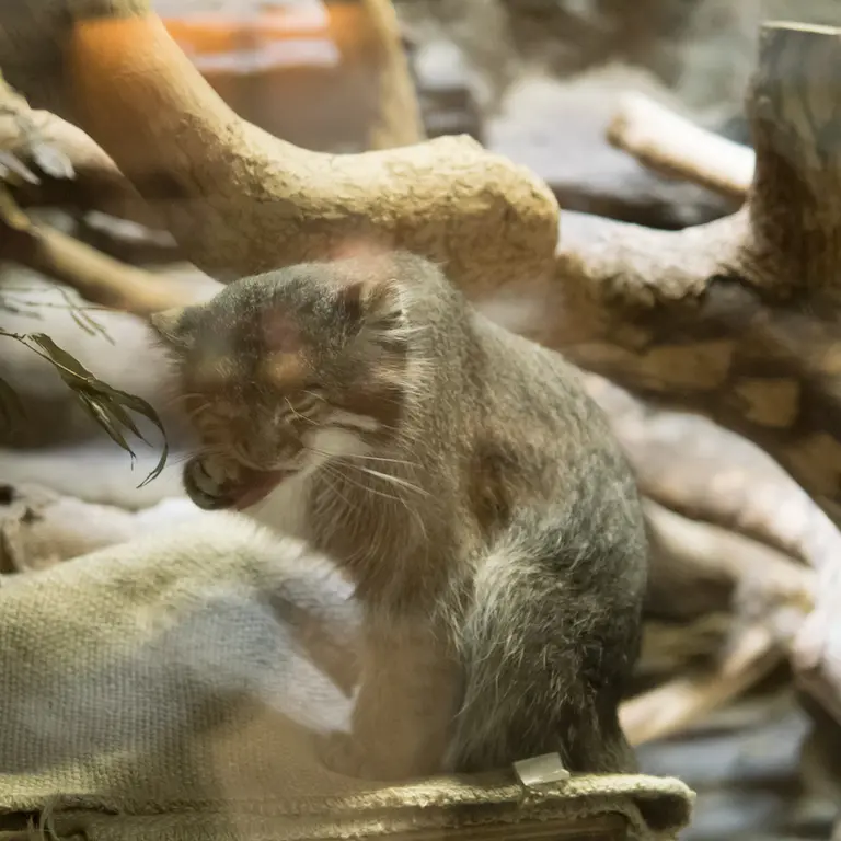 A photograph of Klyon in Ueno Zoological Gardens