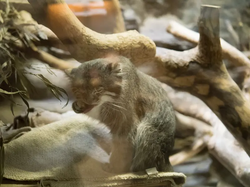 A photograph of Klyon in Ueno Zoological Gardens