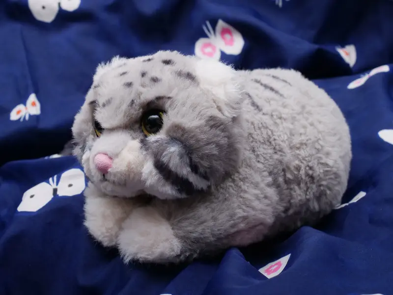 A photograph of a Pallas's cat