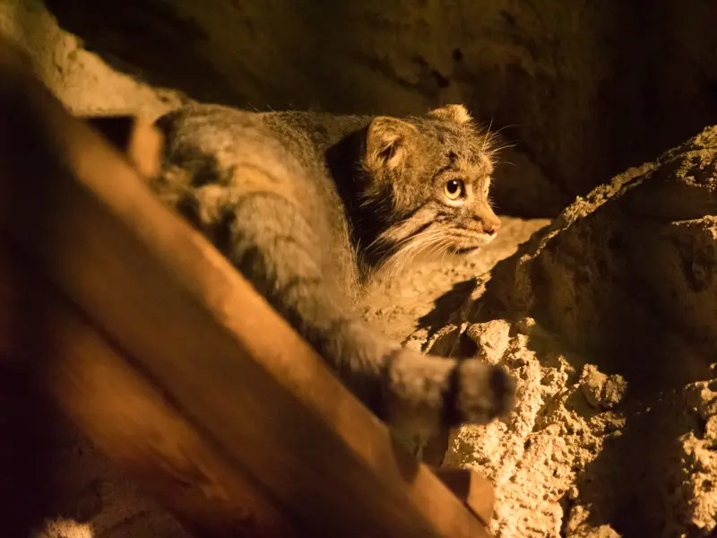 A photograph of Figa in Nogeyama Zoo