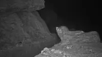 A photograph of a Pallas's cat