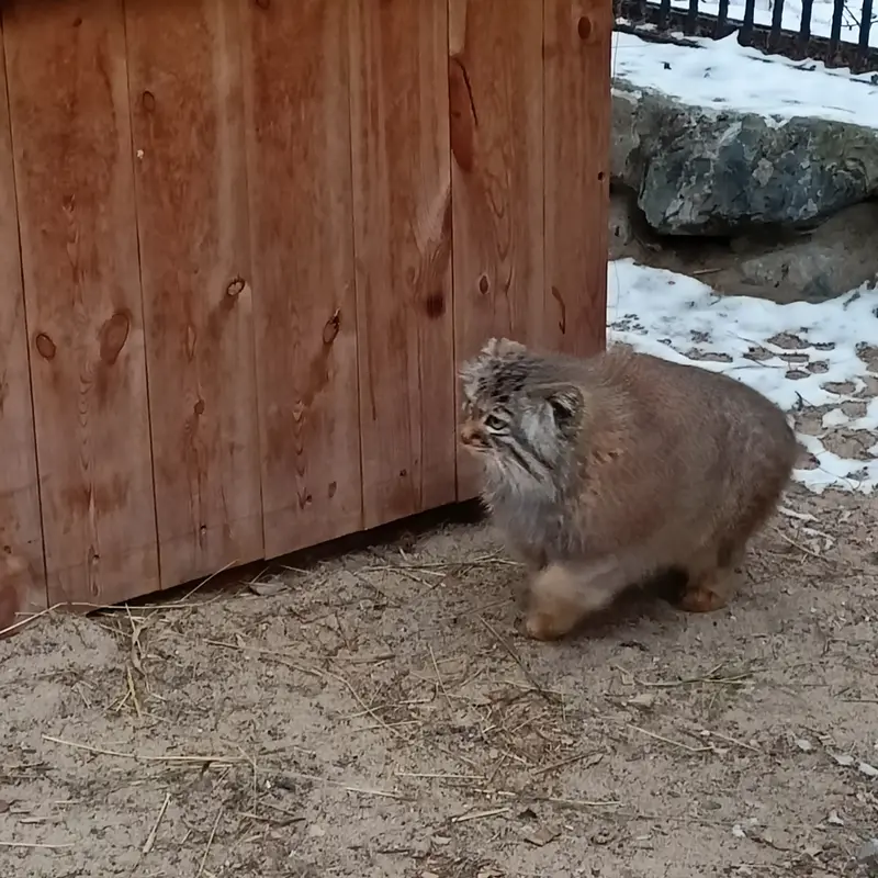 A photograph of Gabi in Novosibirsk Zoo