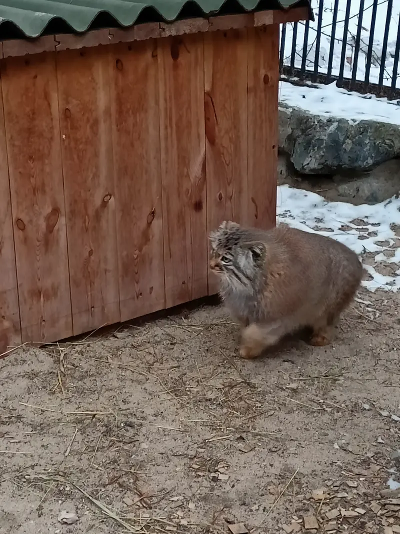 A photograph of Gabi in Novosibirsk Zoo