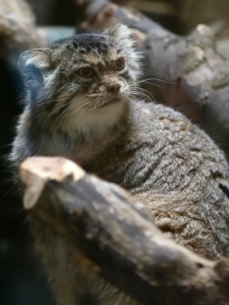 A photograph of Primula in Ueno Zoological Gardens