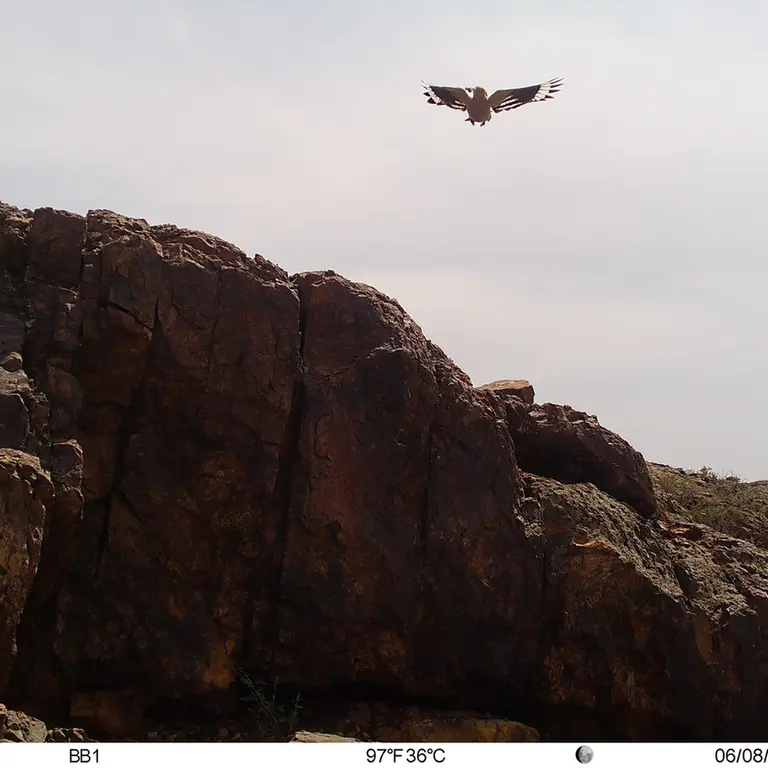 A photograph of Eurasian hoopoe from Aktas-Kunkora [new] camera trap