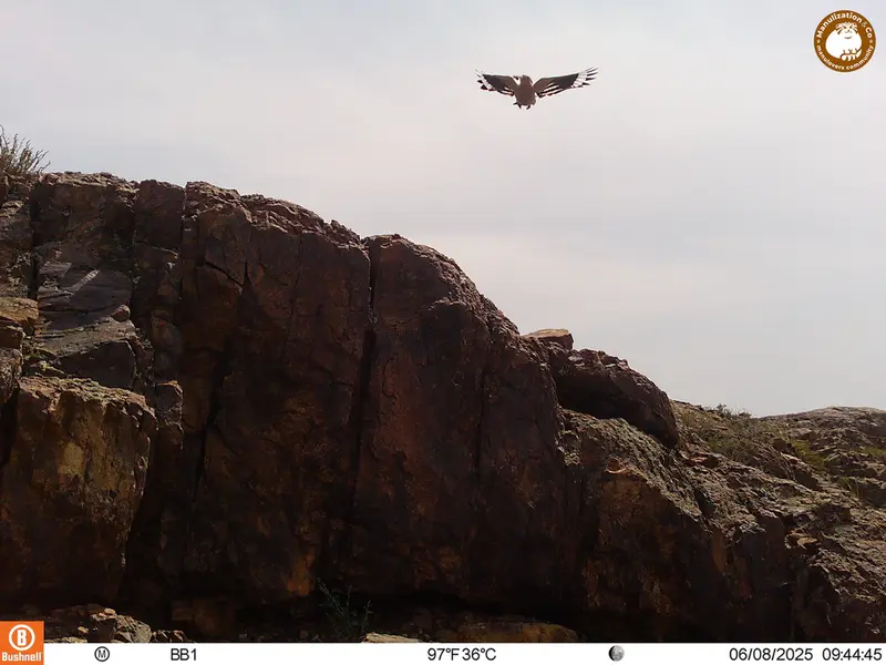 A photograph of Eurasian hoopoe from Aktas-Kunkora [new] camera trap