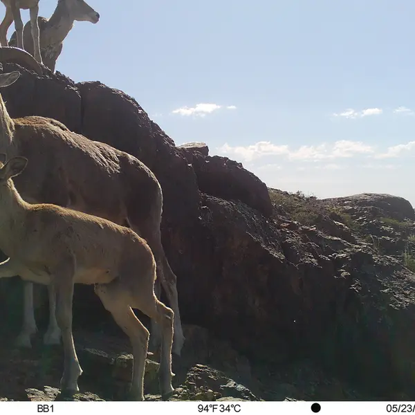 A photograph of Argali from Aktas-Kunkora camera trap