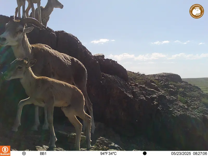 A photograph of Argali from Aktas-Kunkora camera trap