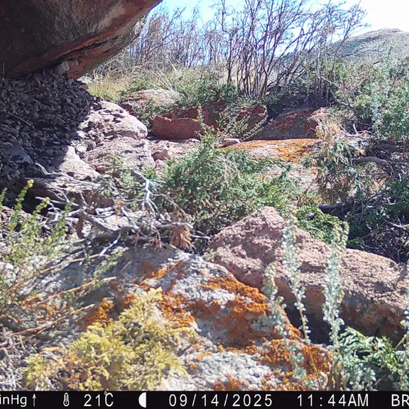 A photograph of Stoat from Shubaraigyr [new] camera trap