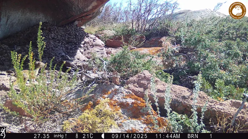 A photograph of Stoat from Shubaraigyr [new] camera trap