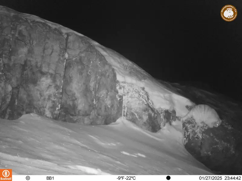 A photograph of Otocolobus manul manul from Aktas-Kunkora camera trap