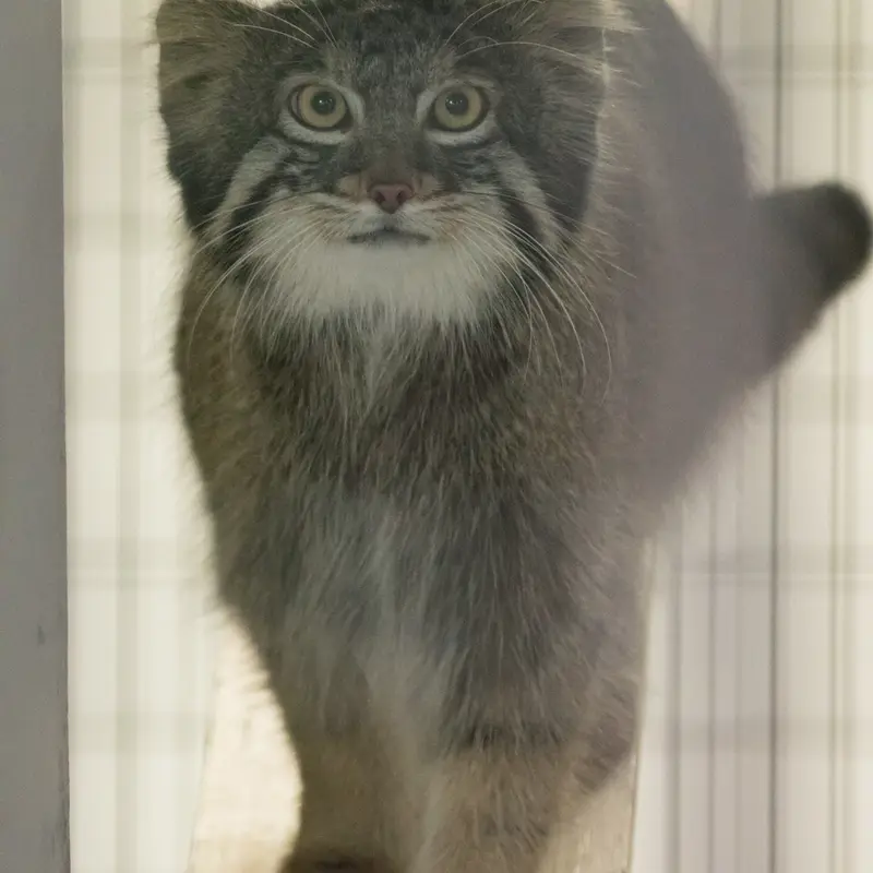 A photograph of Figa in Nogeyama Zoo