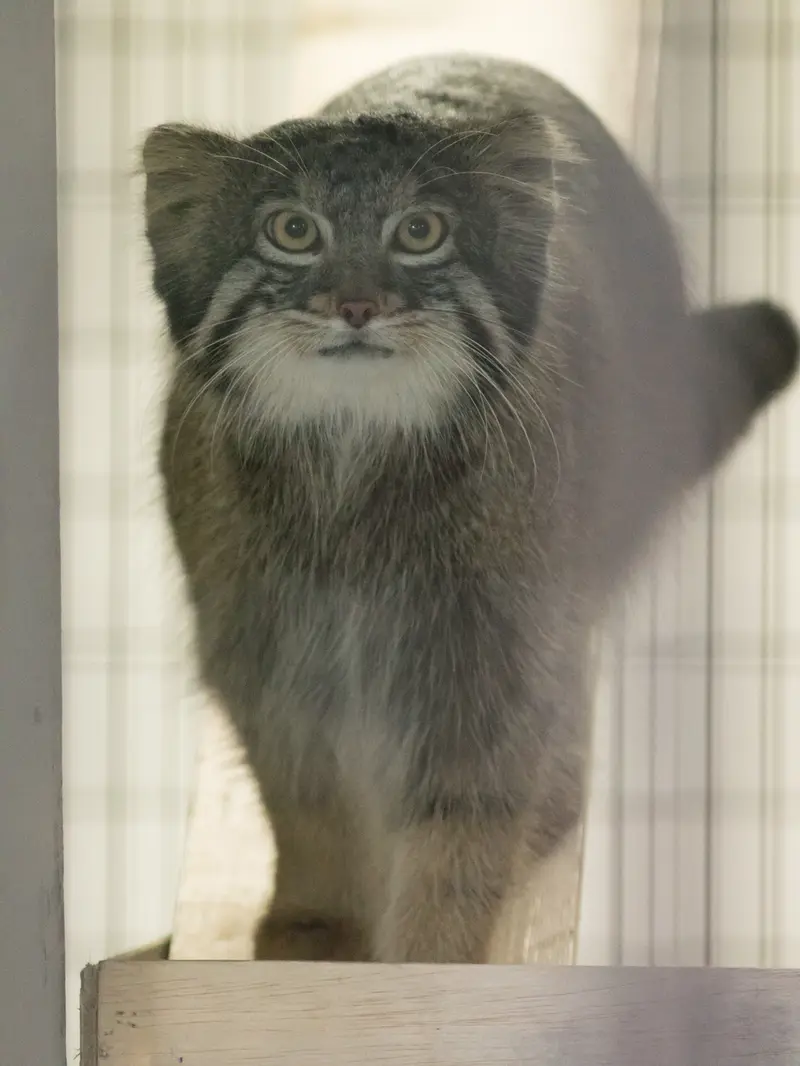 A photograph of Figa in Nogeyama Zoo