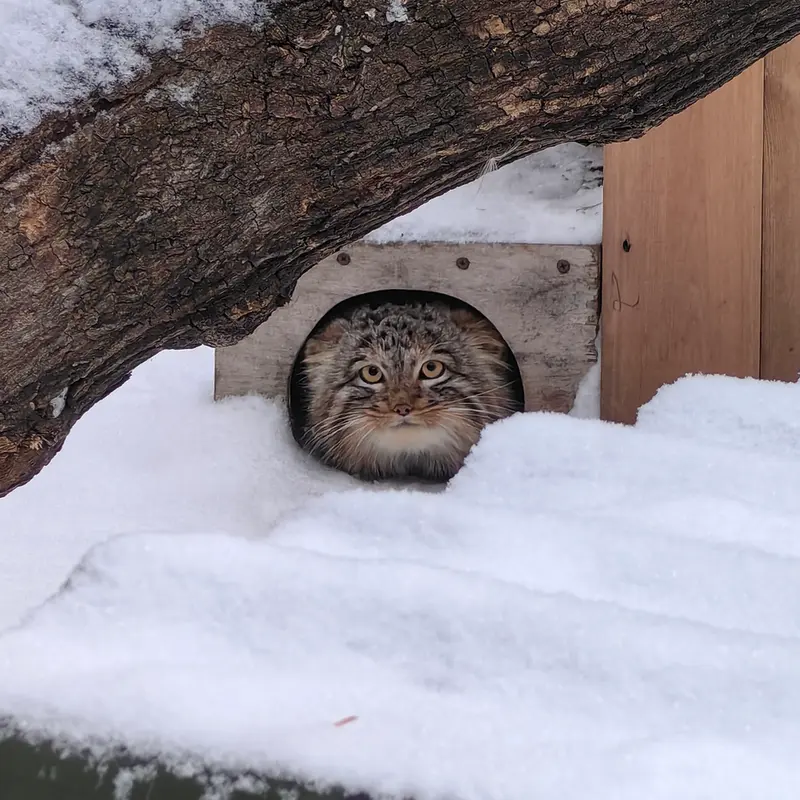 A photograph of Son of Snezhinka b.2025 Ⅲ in Novosibirsk Zoo
