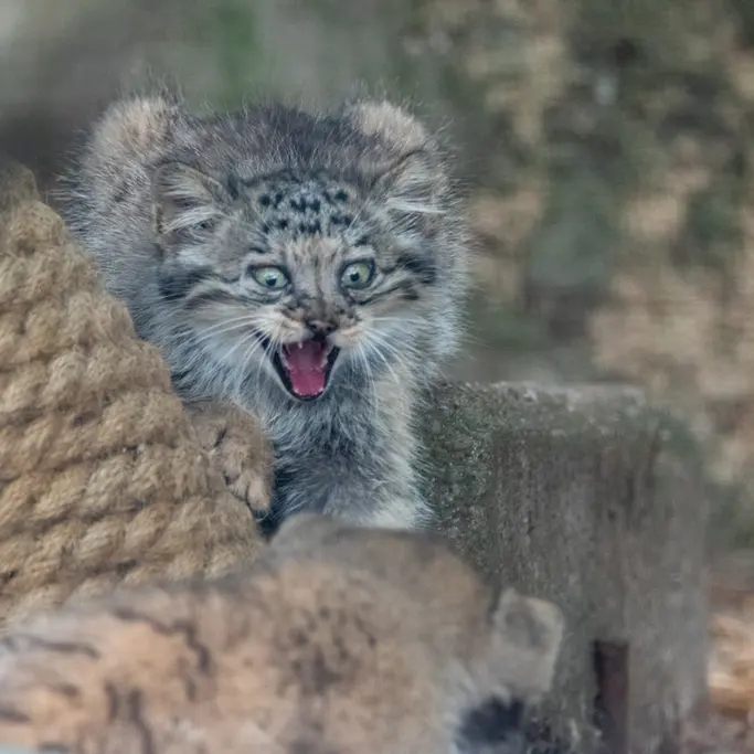 A photograph of a Pallas's cat in Brno Zoo