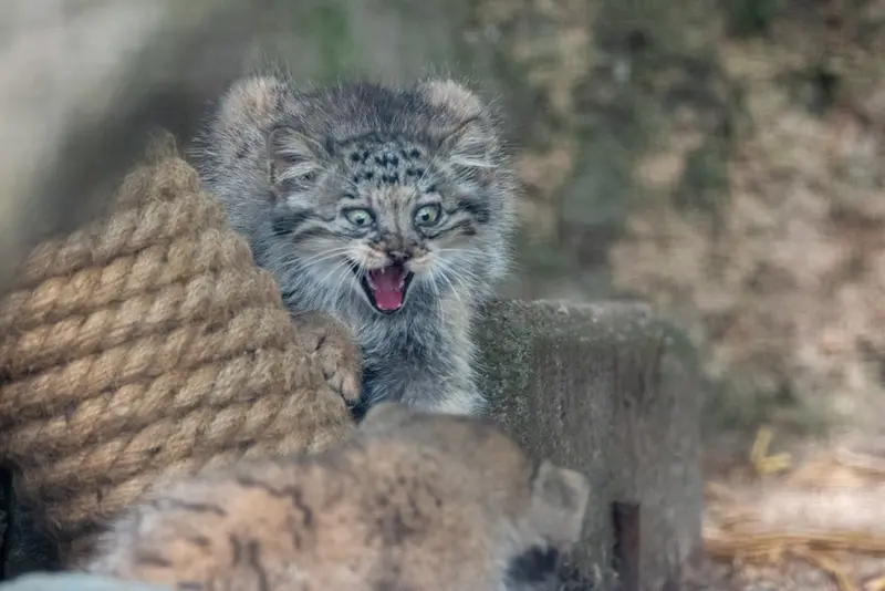 A photograph of a Pallas's cat in Brno Zoo