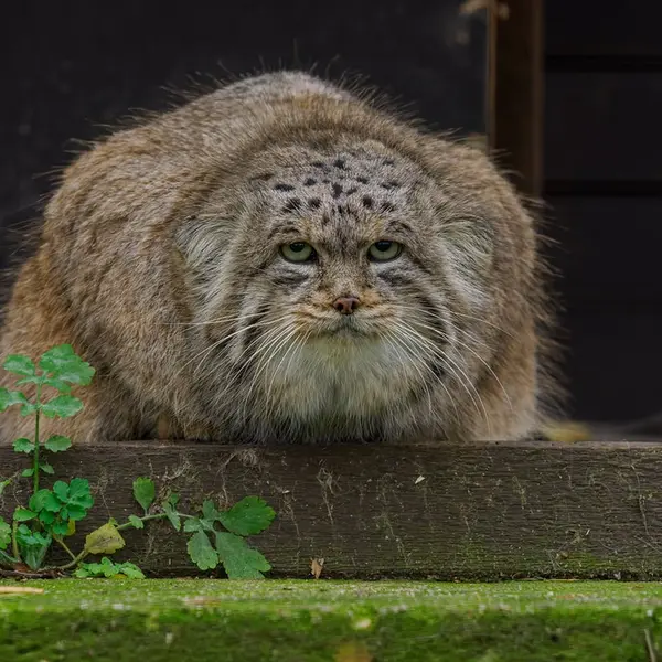 A photograph of Muztau in Brno Zoo