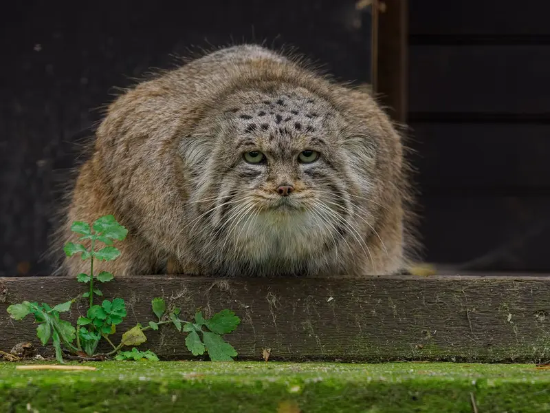 A photograph of Muztau in Brno Zoo