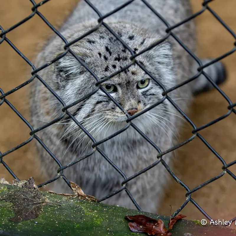 A photograph of Tull in Cotswold Wildlife Park and Gardens