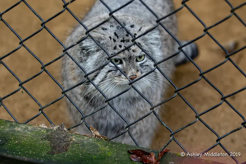 A photograph of Tull in Cotswold Wildlife Park and Gardens