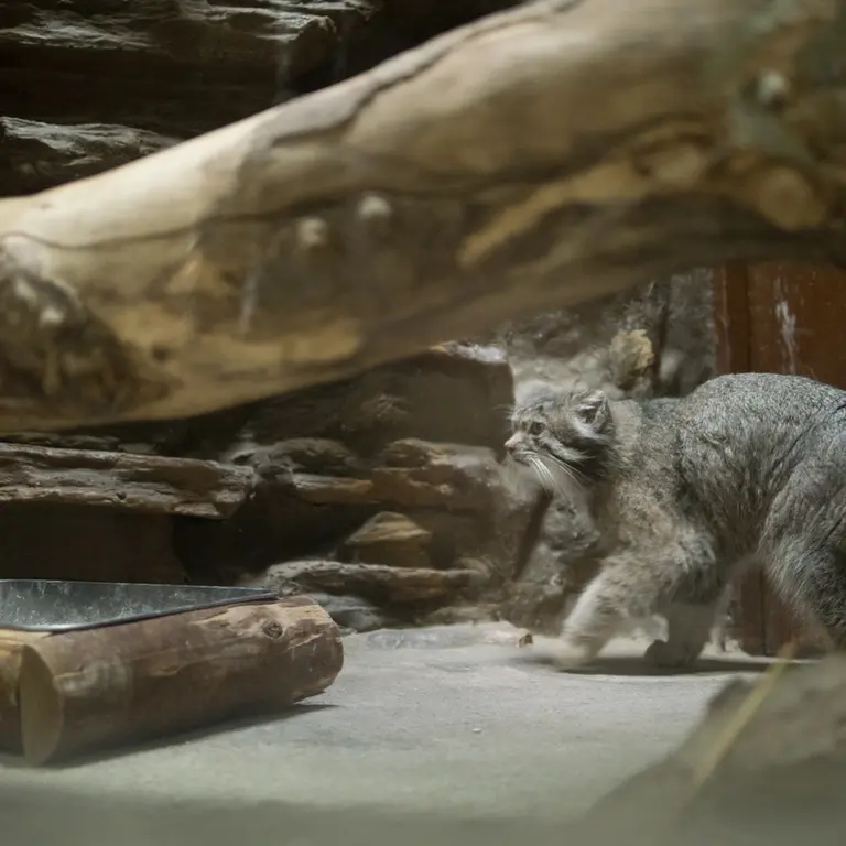 A photograph of Klyon in Ueno Zoological Gardens