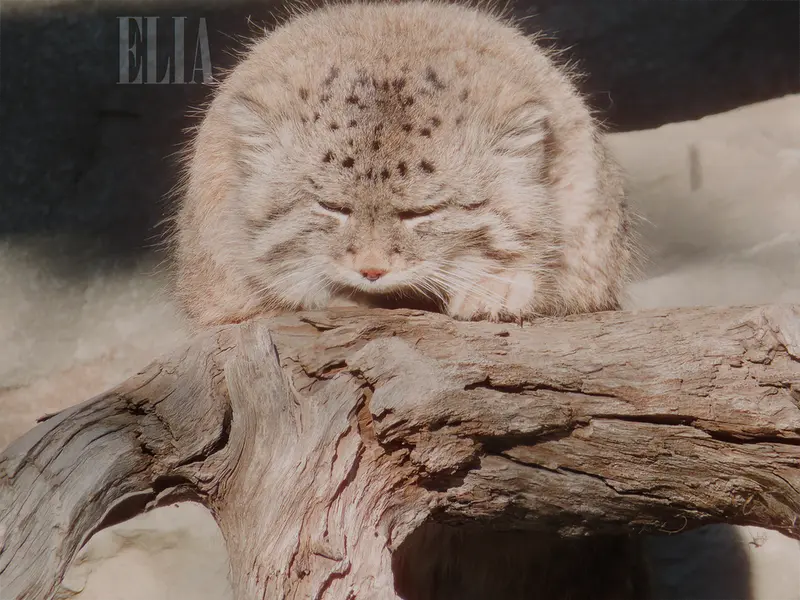 A photograph of Olaf in Calgary Zoo / Wilder Institute