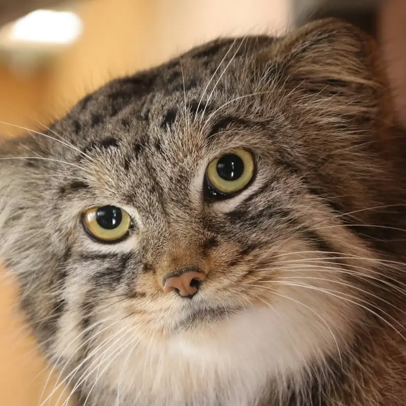 A photograph of Lev in Saitama Children's Zoo