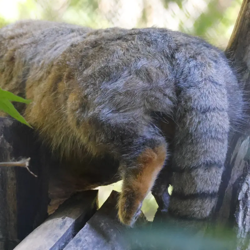 A photograph of Zosya in Novosibirsk Zoo