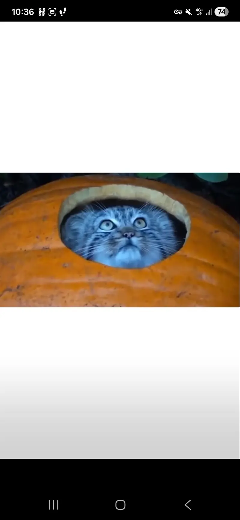 A photograph of a Pallas's cat