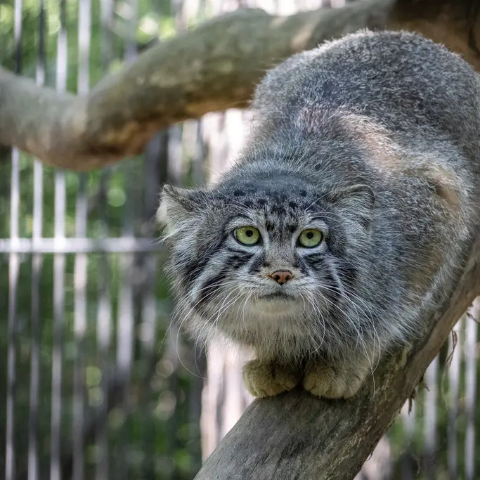 A photograph of Sylvester in Novosibirsk Zoo