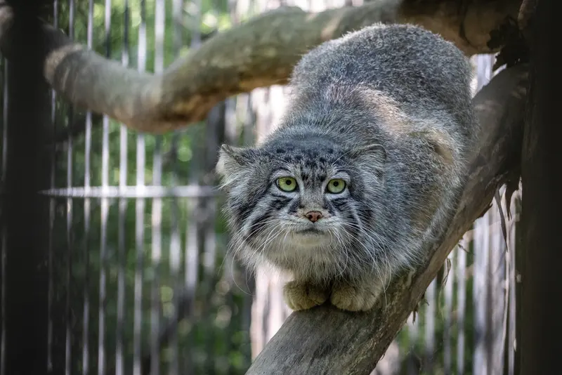 A photograph of Sylvester in Novosibirsk Zoo