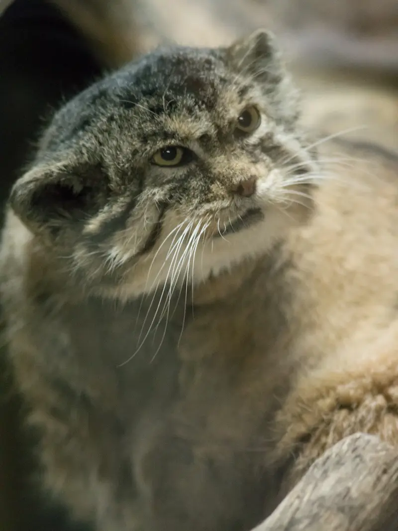 A photograph of Primula in Ueno Zoological Gardens